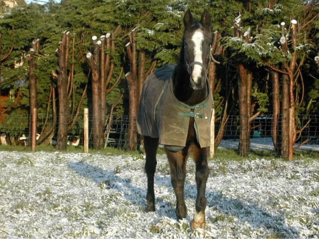Tarifs entretien couverture cheval normandie